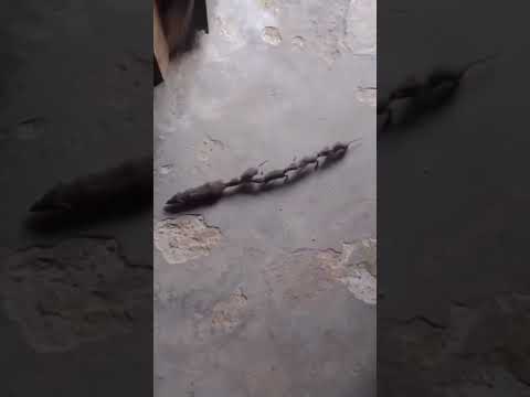 漂白剤はネズミを怖がらせますか?リーダーに従う  庭園