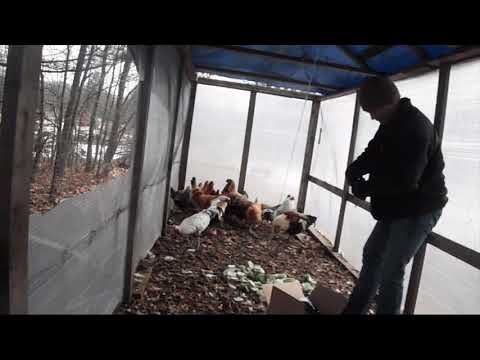 Cucumbers for the chickens Watch out