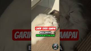 Download lagu Is Your Cat Full of Fleas ⁉️😱😁 #mycat #funnycat #cat #funnyanimals #uniqueanimals mp3