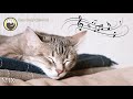 Deep Relaxation Music for Cats (with Cat Purring Sounds) - Stress and Anxiety Relief