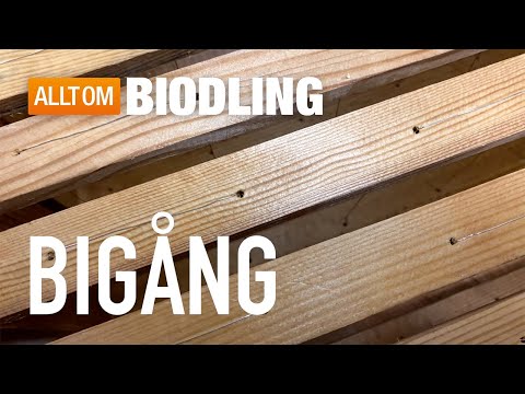 Bigång i bikupor - Biodling