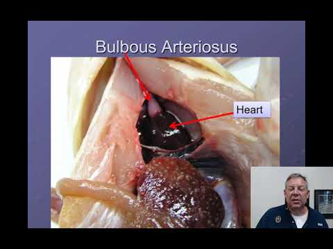 Ichthyology Lecture 04 - Internal Anatomy