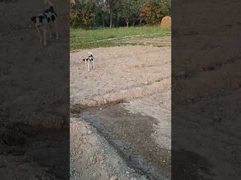 nach meri reni .Dog super dance.Thakur sir Hariom.