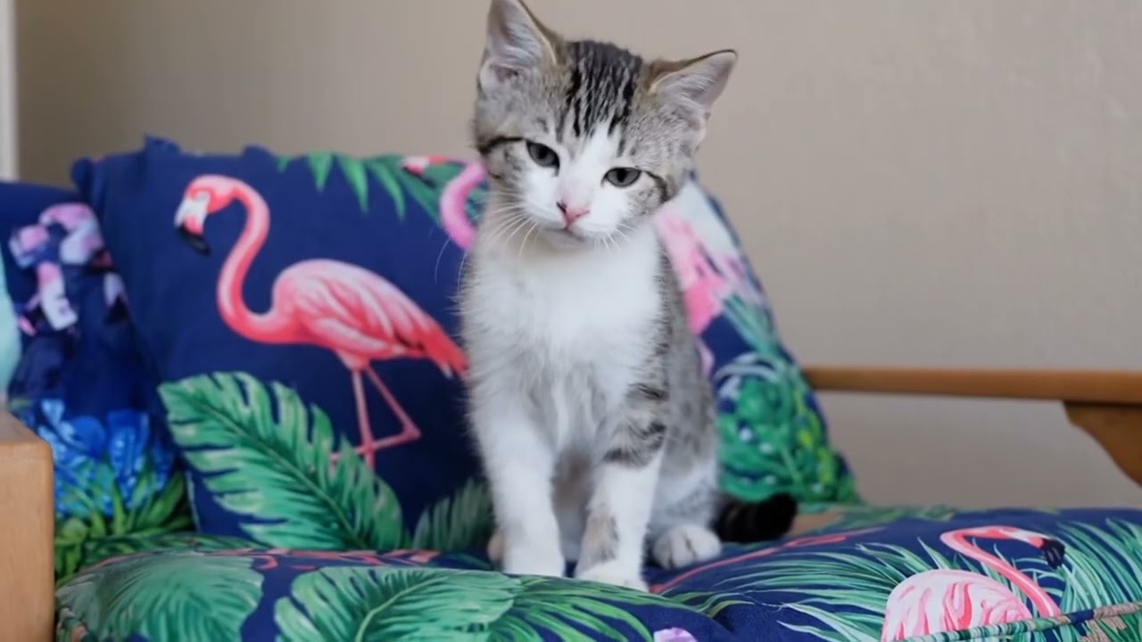 Enlarge Ruminey, a ADOPTABLE Domestic Short Hair in Fairfield, IA video 2/2