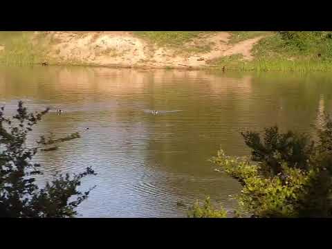 Djuma: Egyptian Geese fussing - 17:15 - 01/11/21