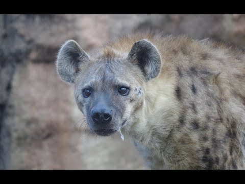 A Hyena Queen Deposed Animal Fight Night. Nat Geo WILD