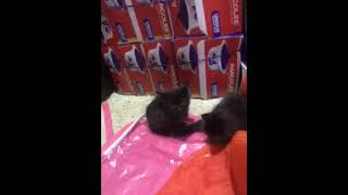 Bombay Cats Videos