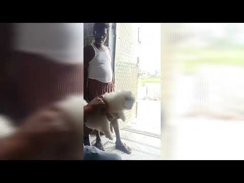 chairu ki vaccination || viyan family vlogs ❤️ || Dog Vaccination