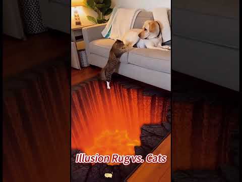 cat vs illusion rug funny short video😂😂😂😂 Ai generated😂😂😂😂😂 #funnycat#funnyvideo fypシ゚