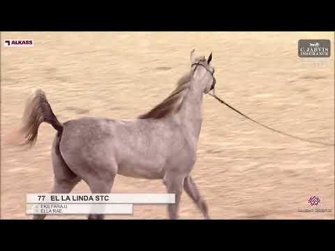 N.77 EL LA LINDA STC - Doha International Arabian Horse Show 2024 - Fillies 2 Years Old Section ...