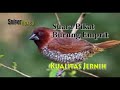 Suara Pikat Burung Emprit Pipit Piit Kualitas Suara Bagus Jernih