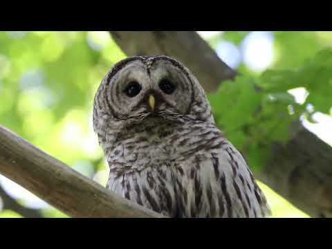 Barred Owl Flies at Camera