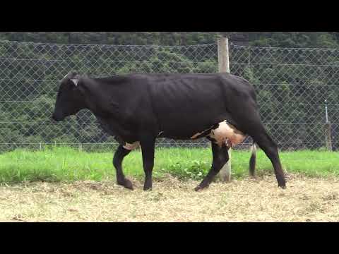 LOTE 04 - 7º Leilão On line Bey - Fazenda Lapa Vermelha - 13 de Março 2022 - 10 Horas