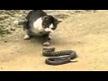 Кошка против змеи 