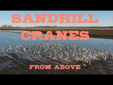 Sandhill Cranes ~ From Above ~ DJI Spark Drone Footage