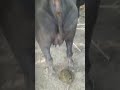 Buffalo Pooping Video