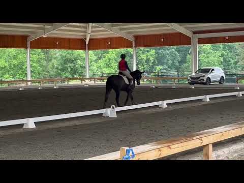 Stannis- Beginner Novice