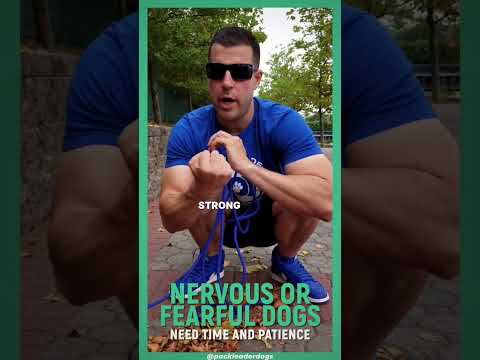 Great tips for nervous or fearful dogs!