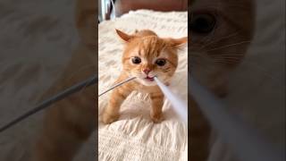 Kittens #cat #cute #catvideo #cutecat #funnyvideo #funny