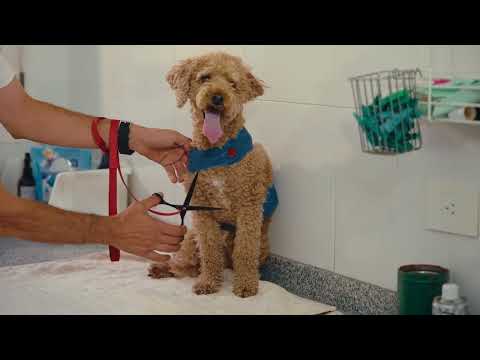 Set de Tijeras Para Peluquería Canina Profesionales Bidcom