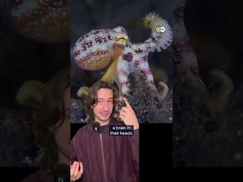 Octopuses Have Nine Brains? | Dw Documentary