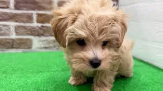 ハーフ犬の動画01