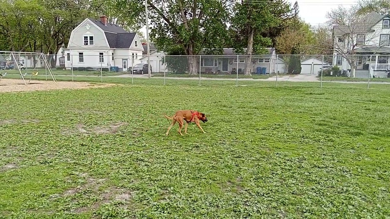 Enlarge Jojo (IL) Playful, a ADOPTABLE mixed breed in Seymour, CT video 4/4