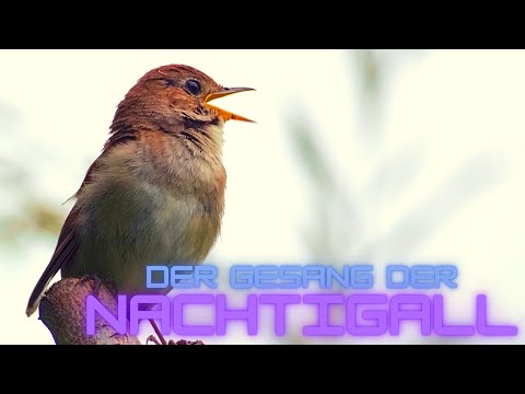Der natürliche Klang der Natur: Nachtigall singt zu deiner Entspannung