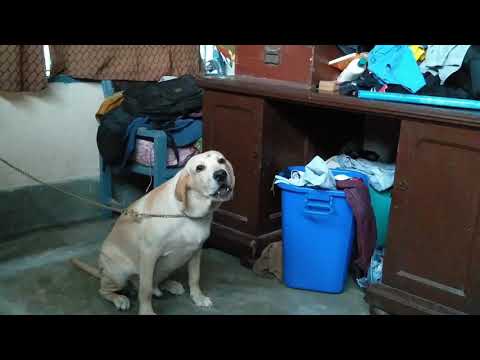 Dog barking.lab