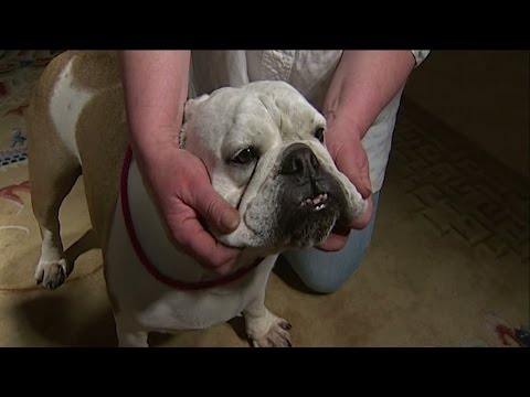 Veterinärer slår larm om avel - "Ett lidande för hunden" - Nyheterna (TV4)