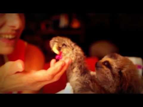 Sexy Sloth Knows How to Treat a Lady