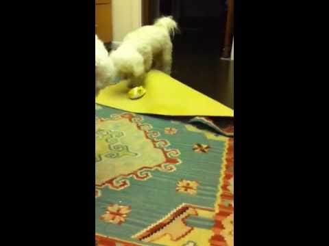 Lola vs. Hamusuta, Round 1