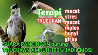 Download lagu Suara Pancingan Burung Trucukan Macet Stres Males Bunyi jadi Gacor 100% AMPUH TOTAL mp3 Download lagu Suara Pancingan Burung Trucukan Macet Stres Males Bunyi jadi Gacor 100% AMPUH TOTAL mp3