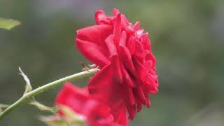 我が家の庭先の様子や、生き物の様子　2024年7月6日～27日