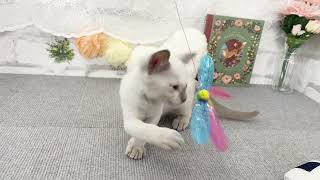 トンキニーズの動画01