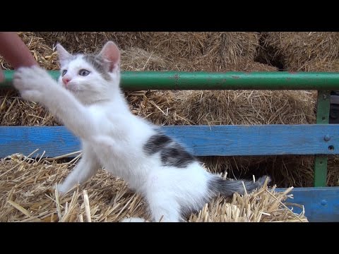 Katzen Kino #3 - Action Kitten vs Relaxed Mum - Funny Cats :o)