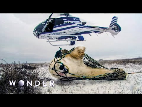 How To Survive A Polar Bear Attack