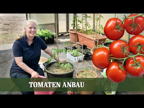 Erfolgreich Tomaten Anbauen - Tipps zur Pflanzung im Garten oder auf dem Balkon