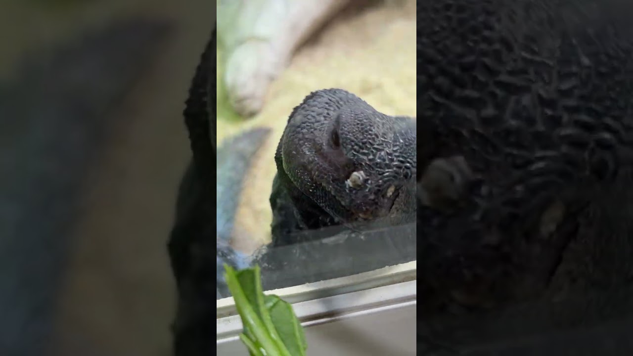 トカゲのおっさん、まるでゾンビ!? #爬虫類 #reptiles #shorts #トゲオアガマ #ふじぴこ