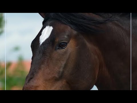 Sicab 2020  - Doma clásica - Caballos Españoles - Nadal de Susaeta - Kur Gran Premio