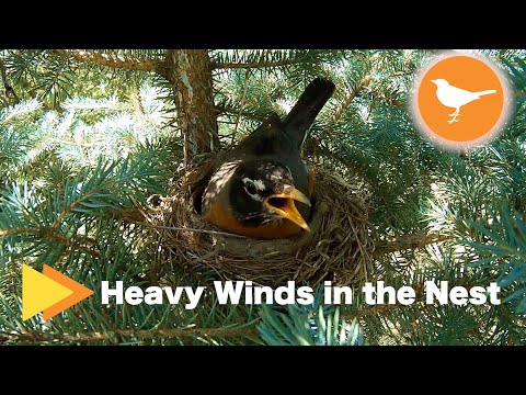 Bird Nest Camera - Robin Sitting on Nest in Very Windy Conditions