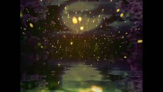 Mithat Can ÖZER - ateş böceği