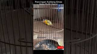 Download lagu Suara Pancingan Burung Kutilang Emas Mata Putih Gacor mp3