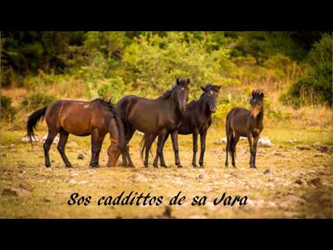 Terra mia- Giuliano Marongiu e Massimo Pitzalis