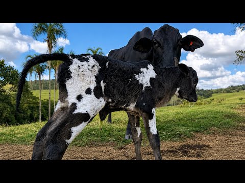 Uruana pariu uma bezerra pintada linda 