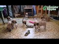 Puggle dogs for sale: Jojo - Video 1