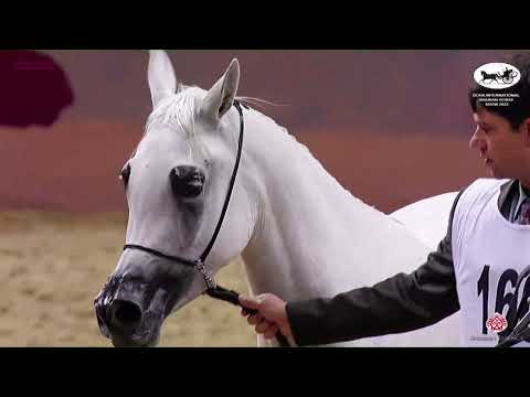 N 160 TENA AL SHAQAB   Doha International Arabian Horse Show 2023   Fillies 3 Years Old Class 3B
