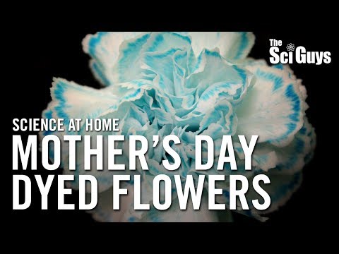 The Sci Guys: Science at Home - SE2 - EP5: Dyed Flowers for Mother's Day - Transpirational Pull