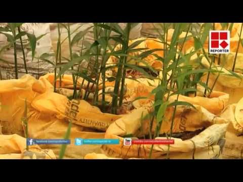 Protray transplanting technology in Ginger (with English subtitle)
