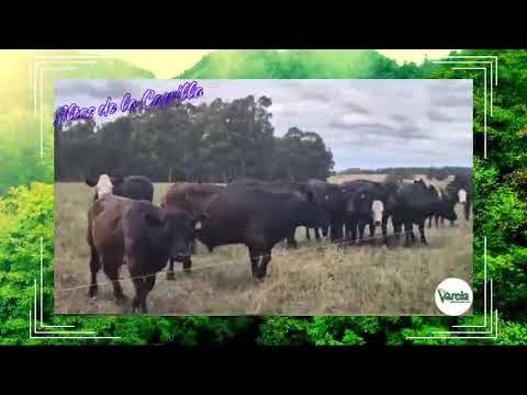 CHACRAS 3 HAS CAPILLA PROXIMAS A CAPILLA CELLA DEPARTAMENTO CANELONES - URUGUAY